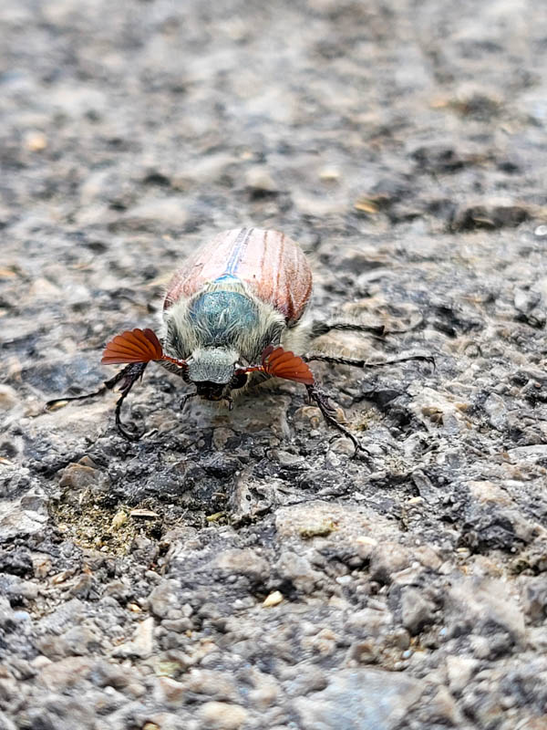 Timmelsjoch, Hochalpenstraße, Tirol, Oostenrijk